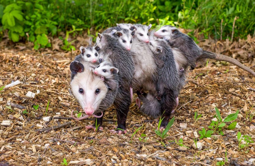 Possum with Baby 1024x667