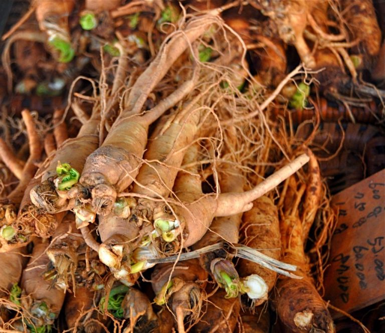 how-to-grow-ginseng-in-your-backyard-eathappyproject