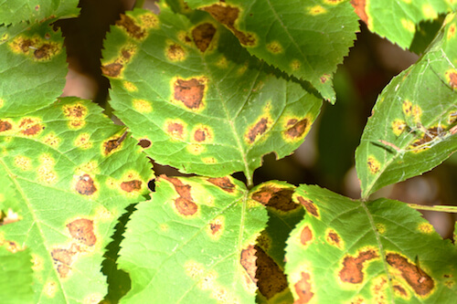 What's Going on If You Find Brown Spots on Leaves- Causes, Prevention, and Treatment 