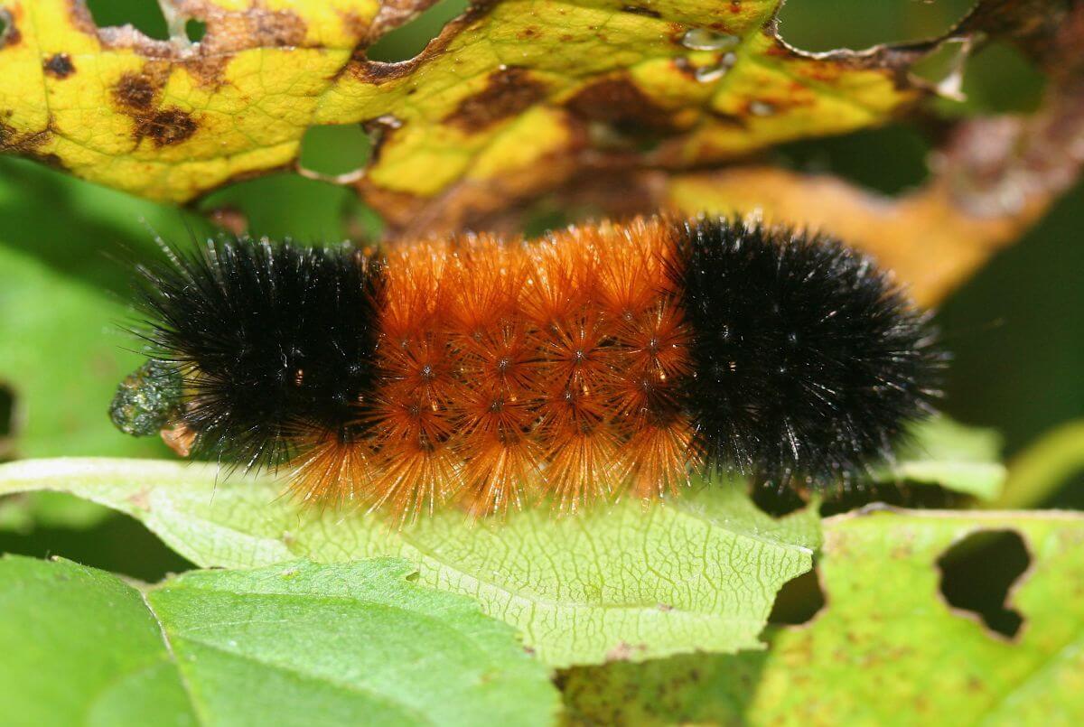 Black Caterpillar Identification And Pictures With Fuzzy Caterpillars  