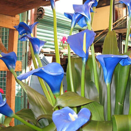 Blue Calla Lilies