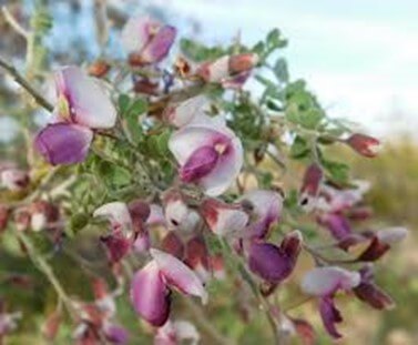 Desert Ironwood Plant