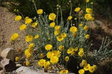 Desert Marigold