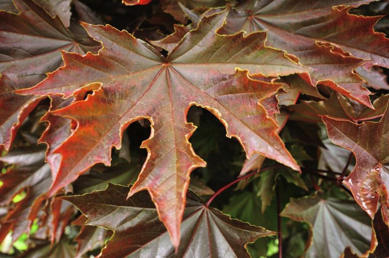 Maple Trees: Types, Leaves, Bark – Identification Guide (Pictures) 