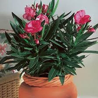 Oleander Plant