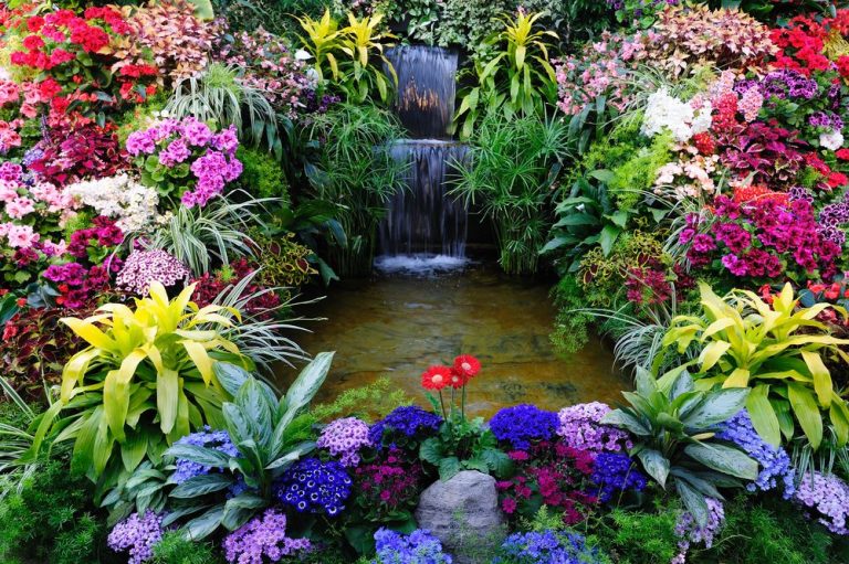 Some of The Beautiful Water Flowers to Grow in The Backyard Water Ponds 