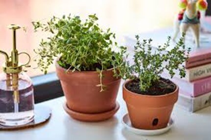 Thyme Plant