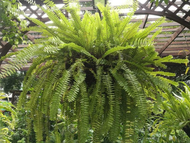 Types of Ferns: Varieties of Indoors and Outdoors Fern Plants