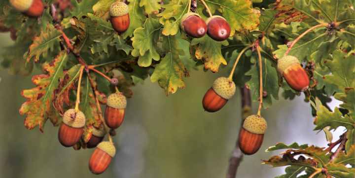 Types of Oak Trees with their Bark and Leaves: Identification Guide 