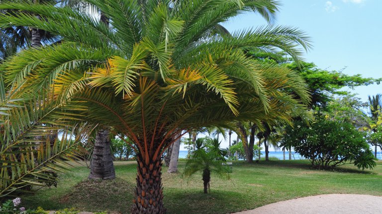 Types of Palm Trees