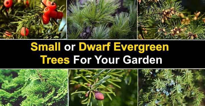 15 Small or Dwarf Evergreen Trees for Your Garden (With Pictures) 