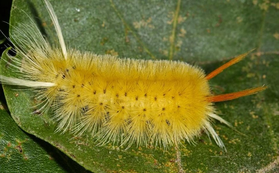 Sycamore Tussock Caterpillar