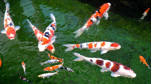 Can You Eat Koi Fish