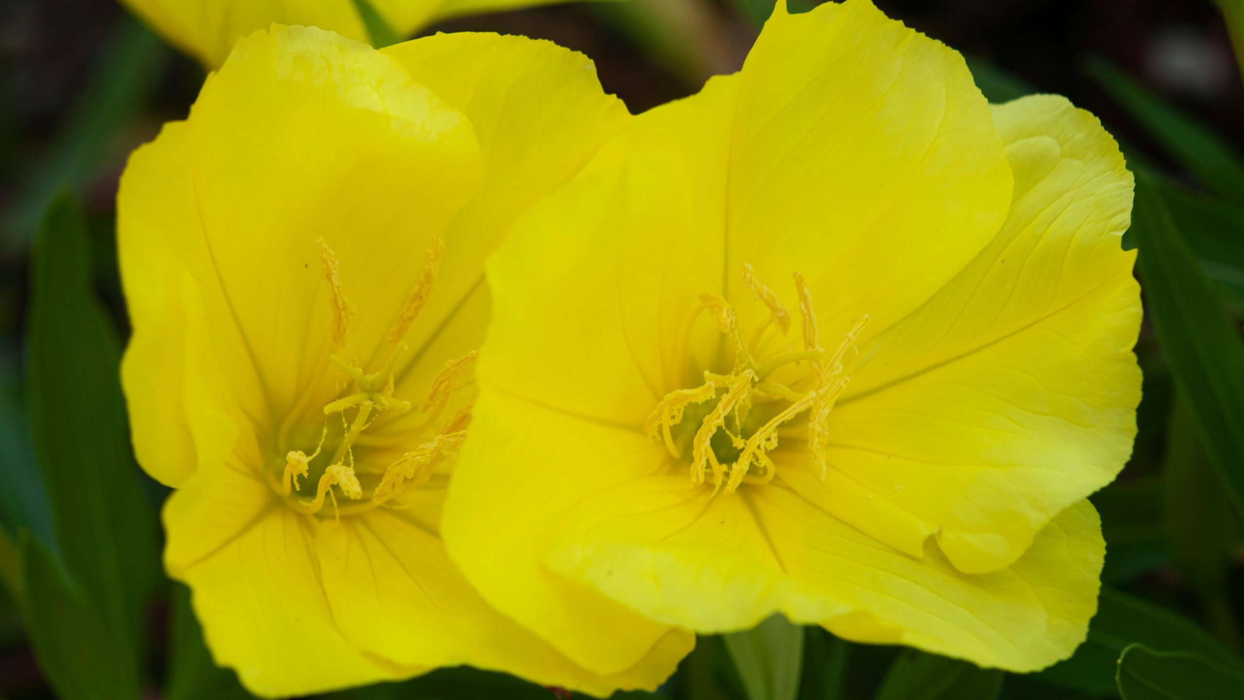 Evening Primrose