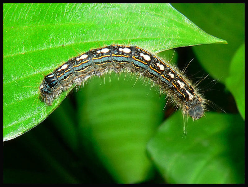 Forest Tent Caterpillars