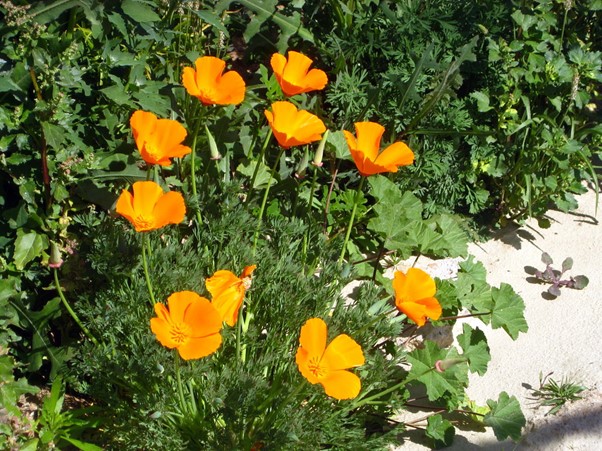 How to Grow Poppies