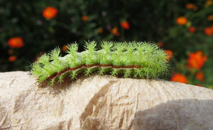 Io Caterpillar