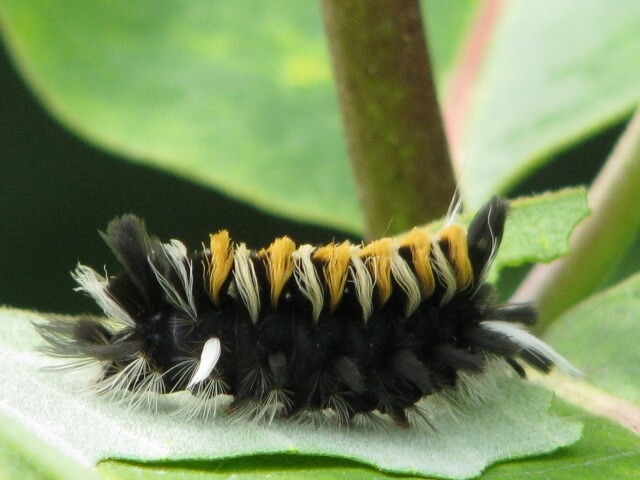 Milkweed Tiger Caterpillar