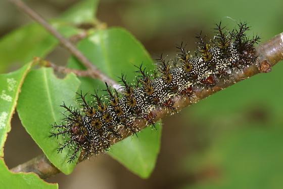 Buck Moth Caterpillar