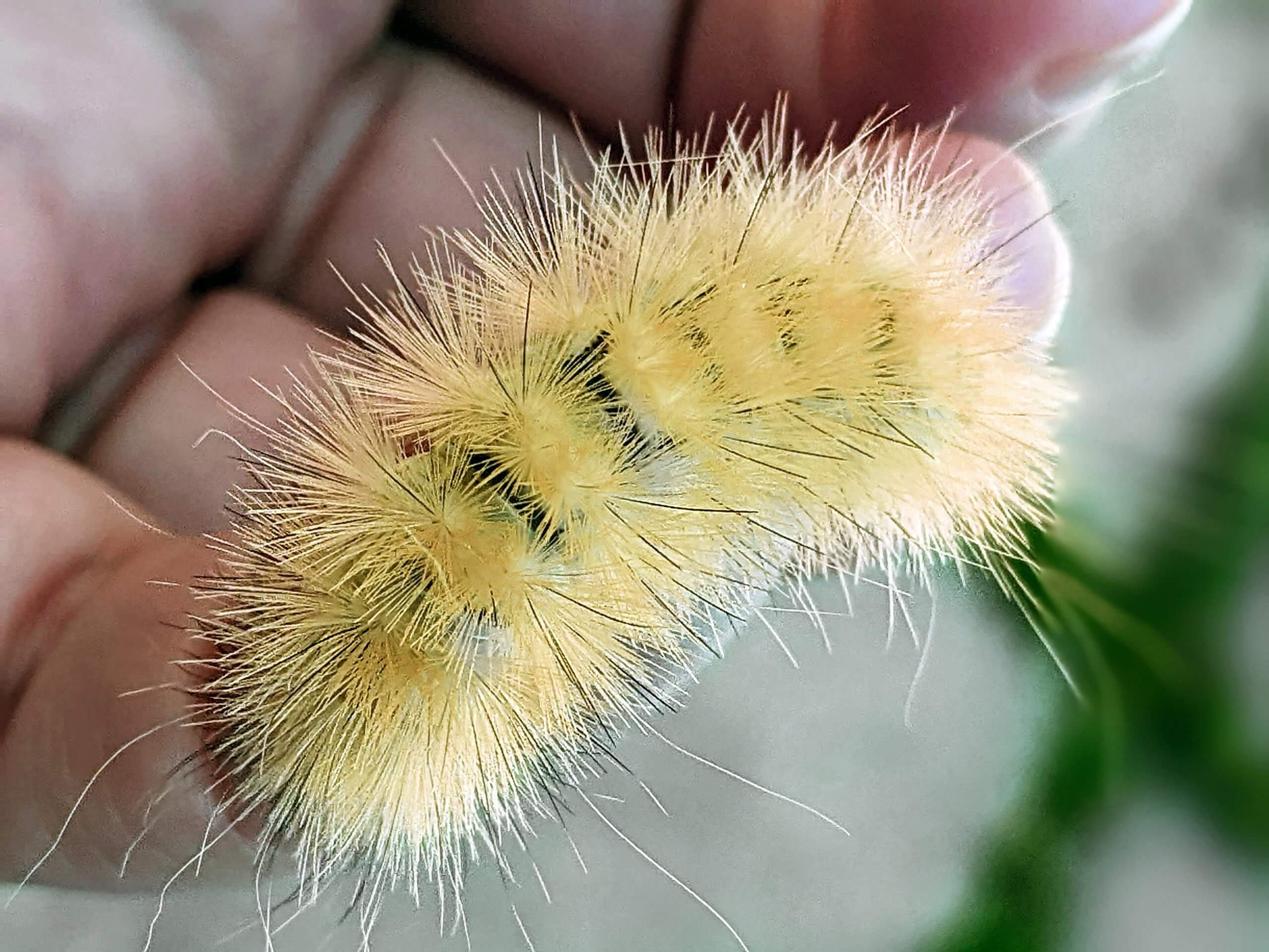 Yellow Wooly Bear