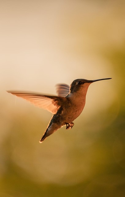 Solutions to the Hummingbird Feeder problem of Ants and Bees