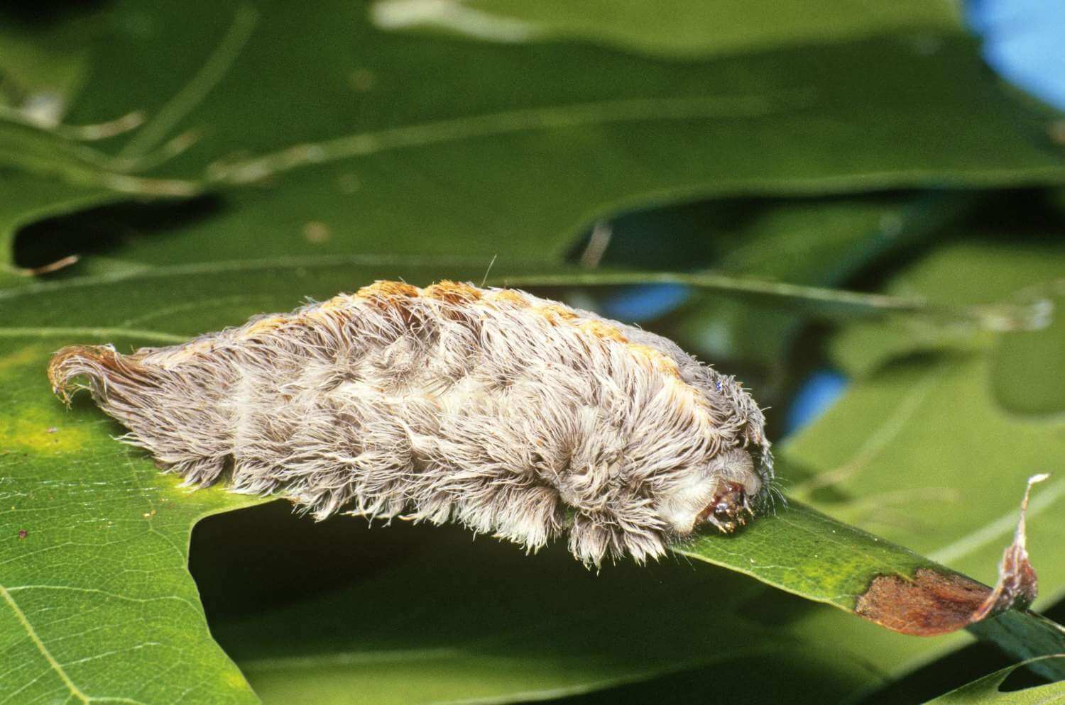 Southern Flannel Caterpillar