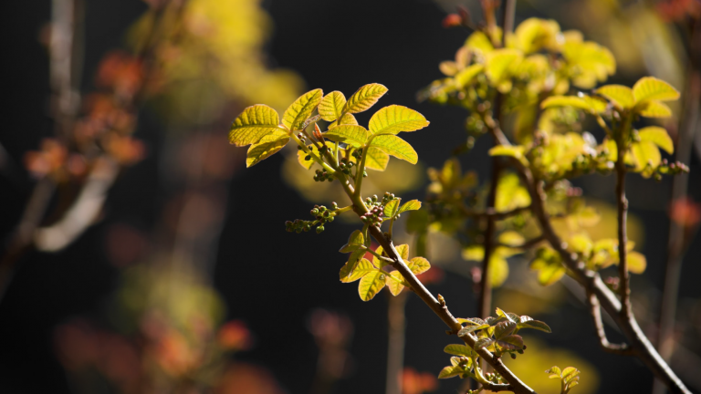 The Poisonous Plants to Avoid While Hiking 