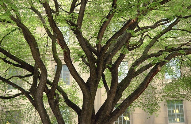 Tips for Removing Tree Limbs