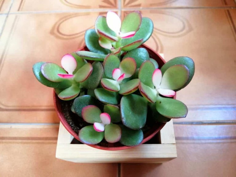 Types of Jade Plants (Crassula) 