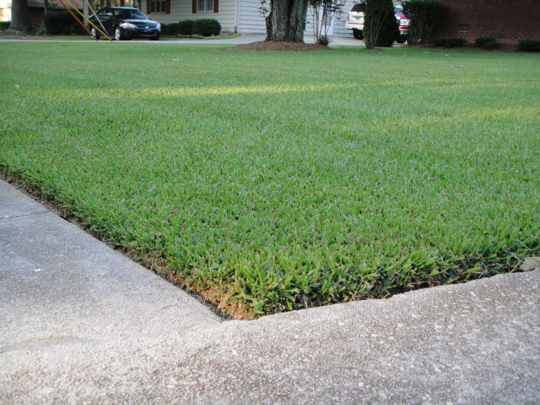 Types of Sod