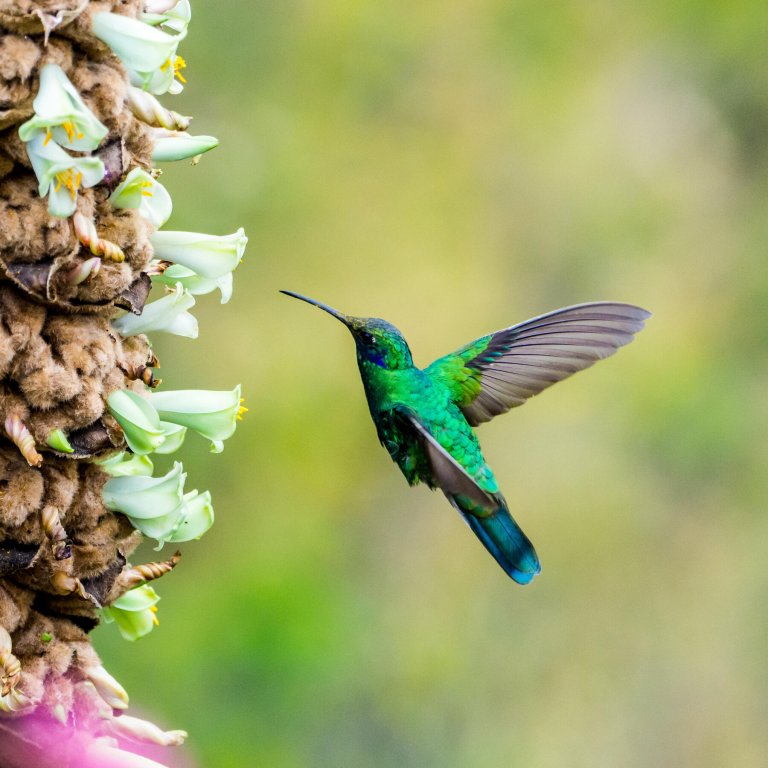 What Dangers Are There for Hummingbirds