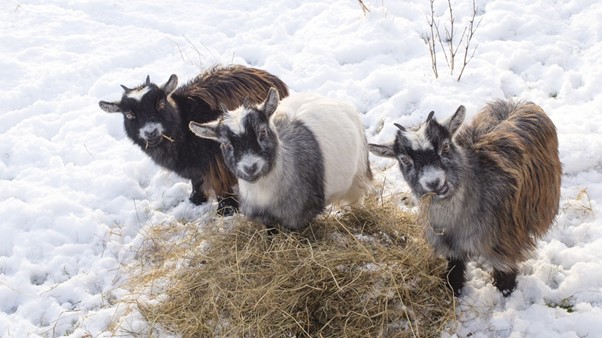 What Is a Wether Goat and Why Would You Want One