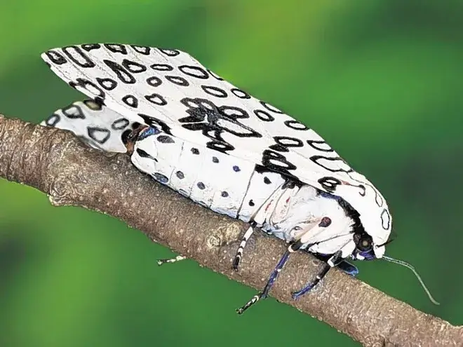 Giant Leopard Moth