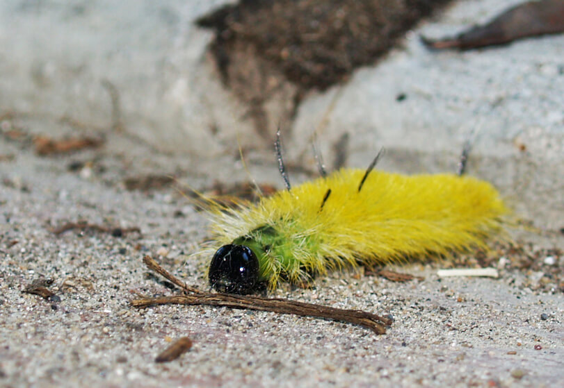 American Dagger Moth Caterpillar