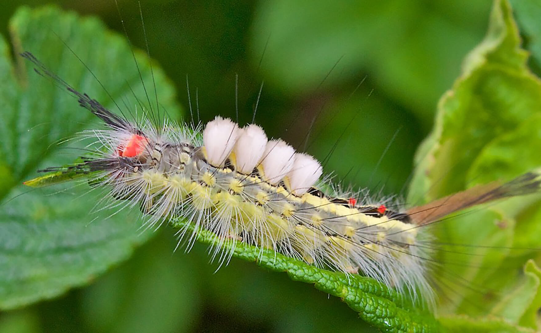 White-Marked Tussock Moth Caterpillar