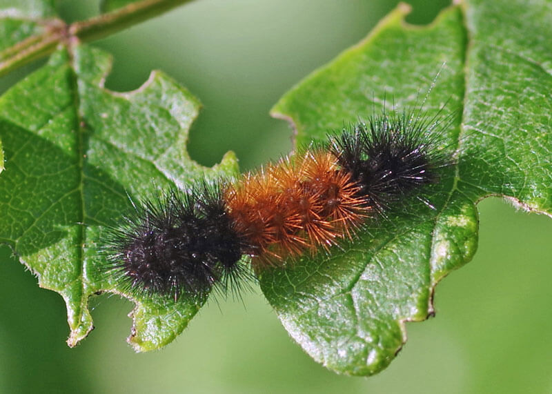 Banded Woolly Bear Caterpillar