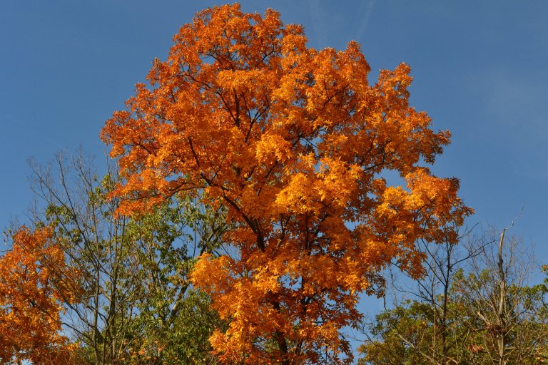 What Does A Hickory Tree Look Like