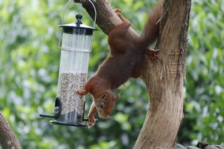 15 Best Squirrel Proof Bird Feeders!