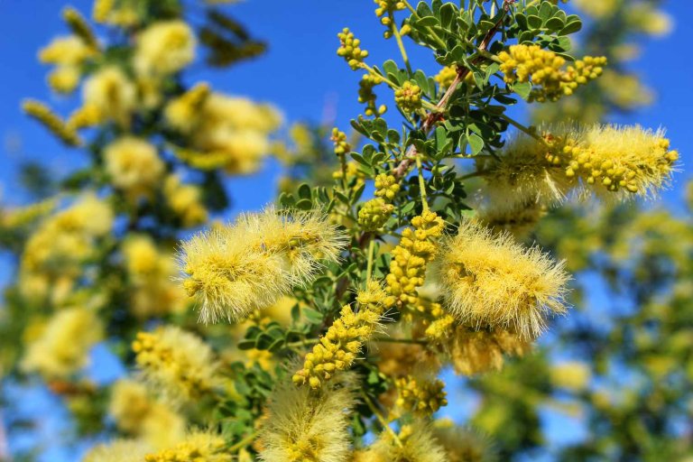 Best Desert Trees