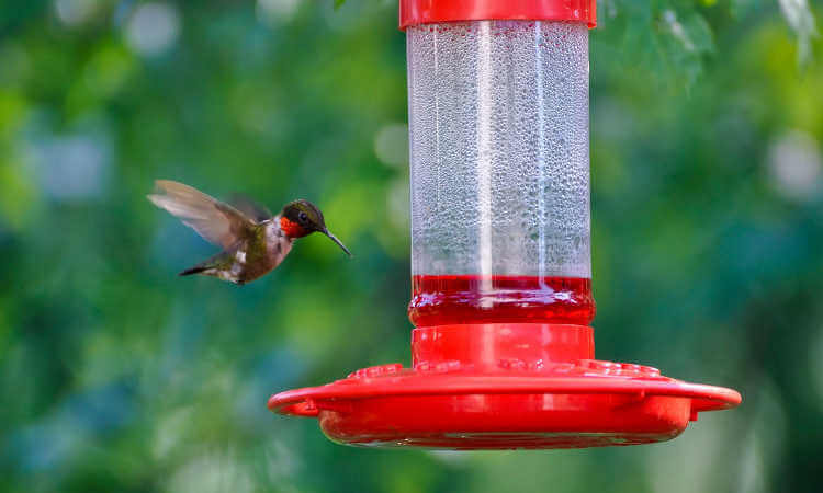 Best Glass Hummingbird Feeders