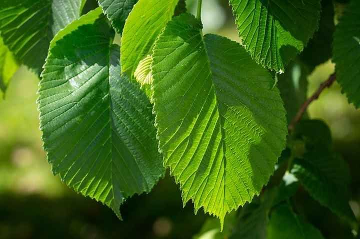 Elm Leaves