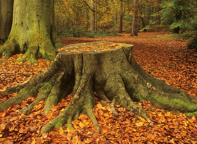 How Does Epsom Salt Work on Tree Stumps