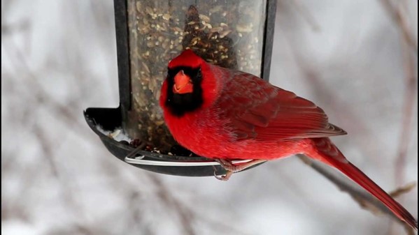 How Make Sure Cardinals Come to Your Yard