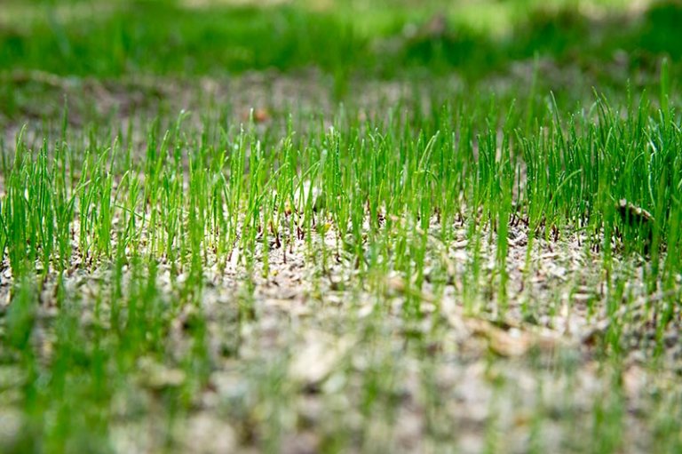 How Often to Fertilize Lawn for Best Results