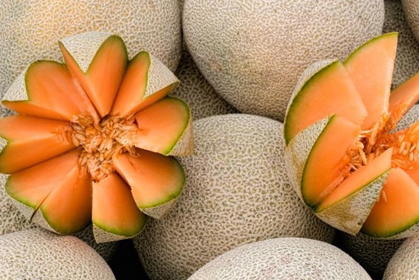 How to Grow Cantaloupe