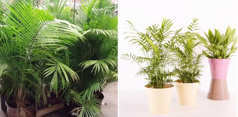 Indoor Palm Plants