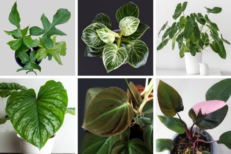 Philodendron Types and its Care Guide