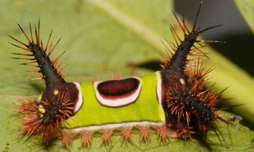 Saddleback Caterpillars