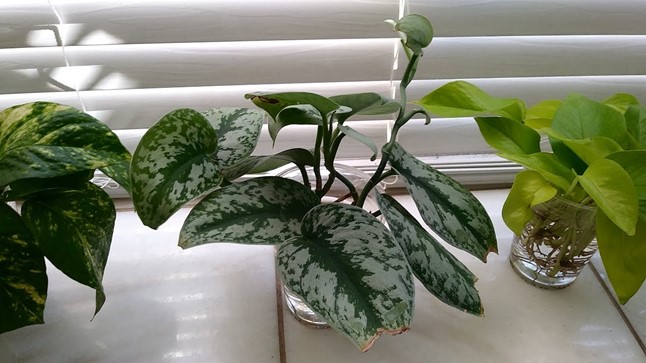 Satin Pothos Care