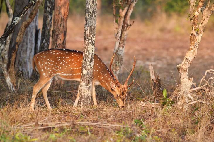 The Ultimate Guide to Deer Scents